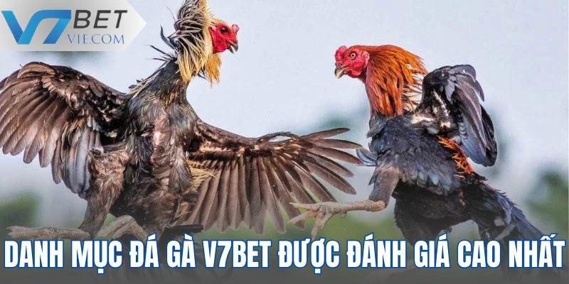 Danh mục đá gà V7BET được đánh giá cao nhất