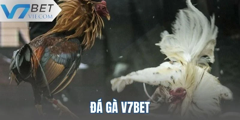 Sảnh cược đá gà V7BET với nhiều kèo thơm